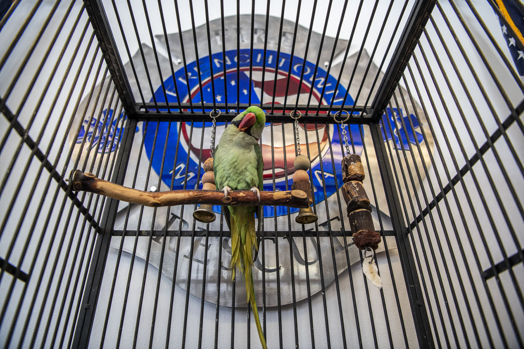 Parrot rescued in fire 01